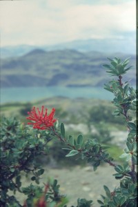 0416 PAINE - cestou k refugiu Cuernos.jpg